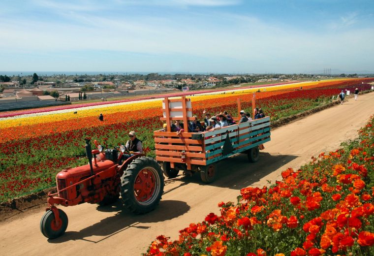 Tractor ride at the Flower Fields.