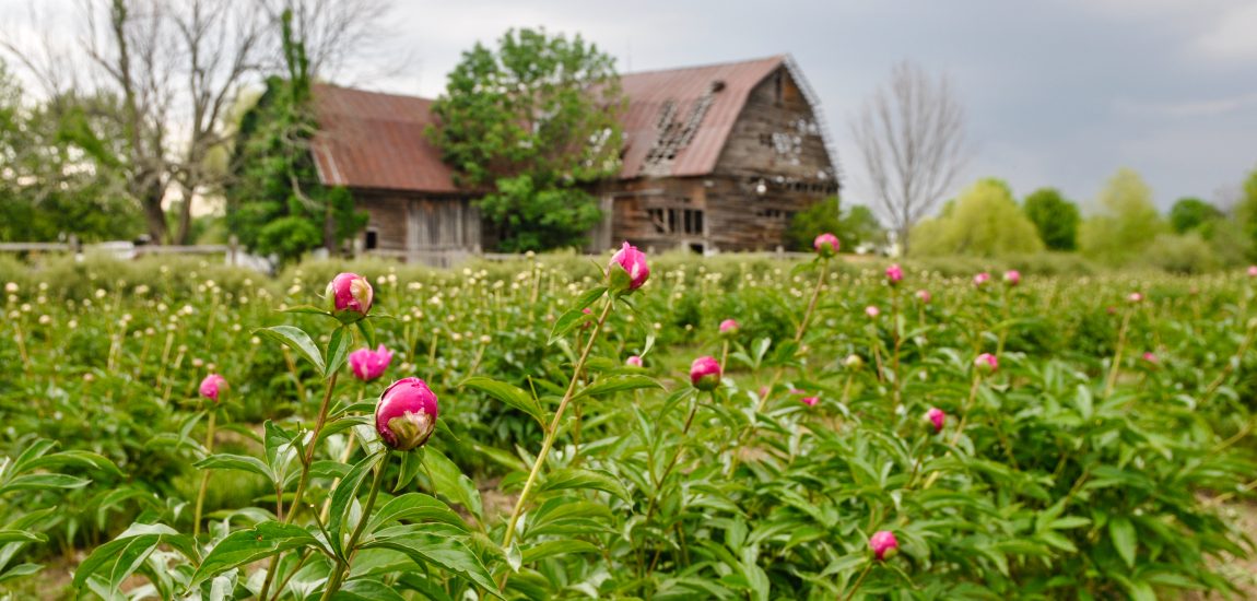Old run down barn in the distance with peonies growing in front of it.
