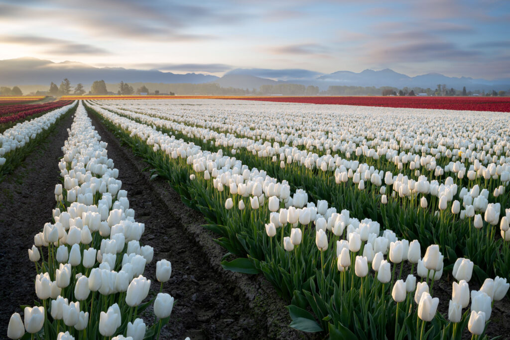 Tiptoe Through American Grown Tulips Experience the Magic of