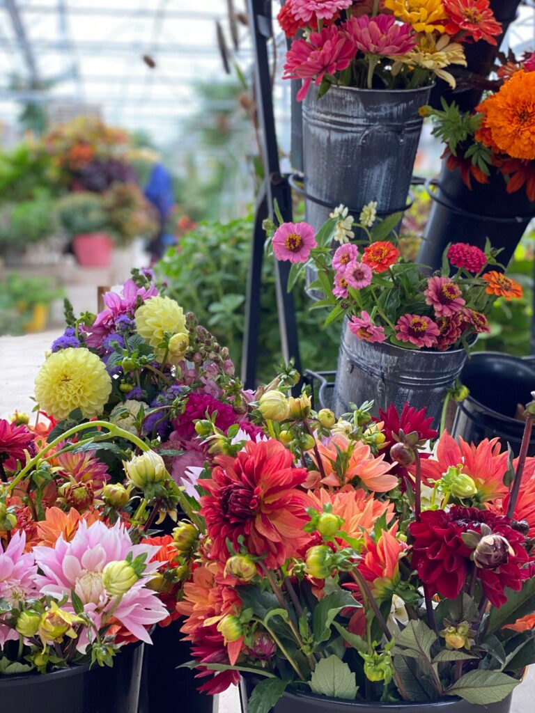 buckets of flowers in a greenhouse. 