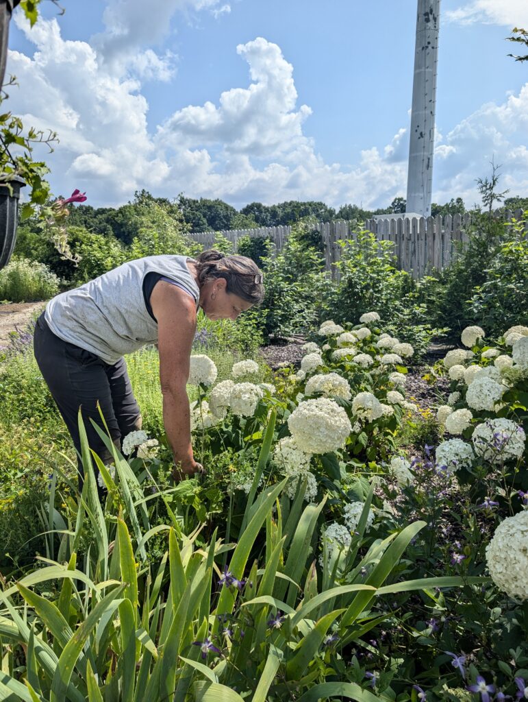 Woman picking hydrangeas in a field.