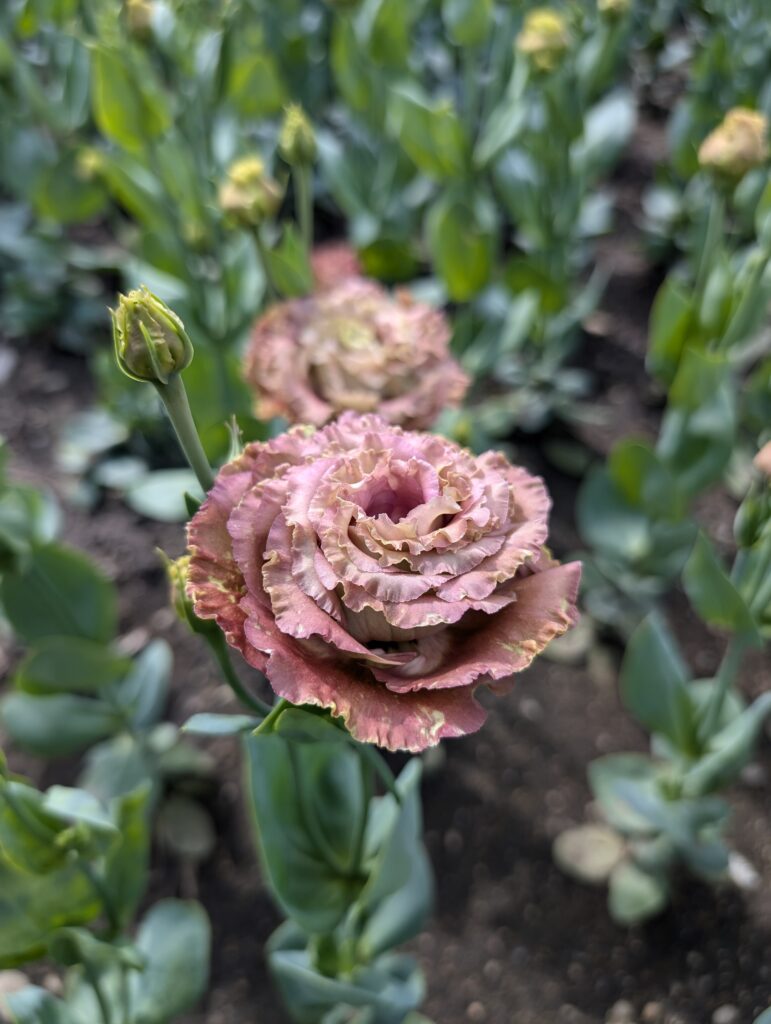 Lisianthus growing in field.